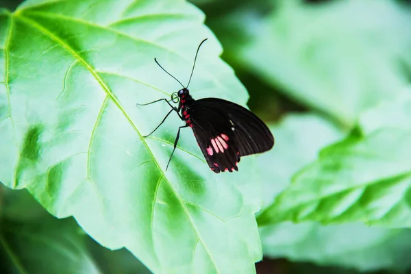 Экзотические Бабочки Природе Селективный Фокус — стоковое фото