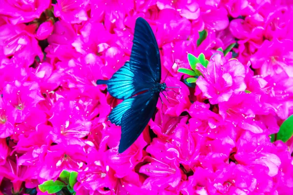 Exotic Butterflies Nature Selective Focus — Stock Photo, Image