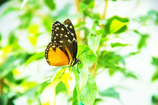 Exotic Butterflies Nature Selective Focus — Stock Photo, Image