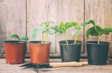 Salatalık fidanları. seçici odak