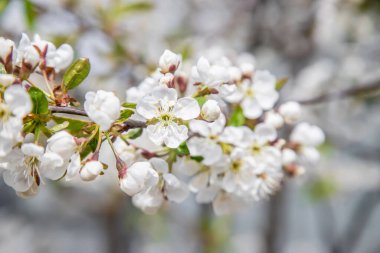 Bahçede çiçek açan ağaç. Seçici odak
