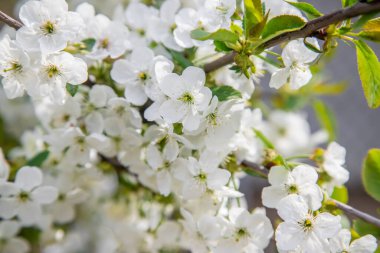 Bahçede çiçek açan ağaç. Seçici odak