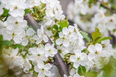Bahçede çiçek açan ağaç. Seçici odak
