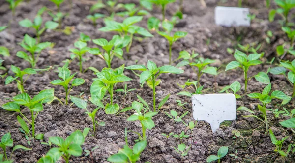 Plantar Pimienta Jardín Enfoque Selectivo — Foto de Stock