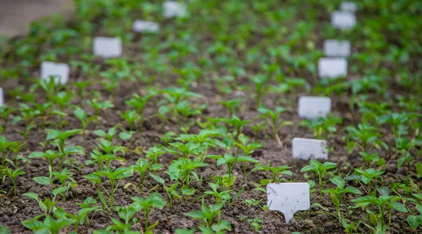 Plantar Pimienta Jardín Enfoque Selectivo — Foto de Stock