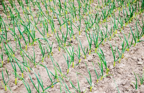 Plantación Ajo Jardín Enfoque Selectivo — Foto de Stock