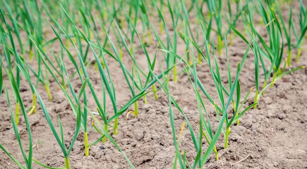 Plantación Ajo Jardín Enfoque Selectivo — Foto de Stock