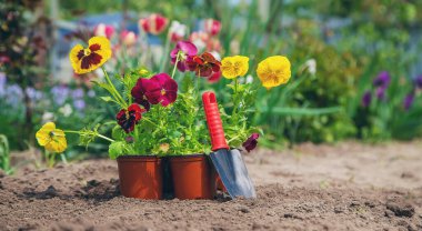 Bahçeye çiçek ekiyorum. Seçici odak Doğa.