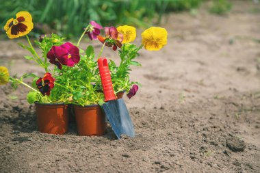 Bahçeye çiçek ekiyorum. Seçici odak Doğa.