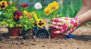 Bahçıvan bahçeye çiçek ekiyor. Seçici odaklanma. Doğa.