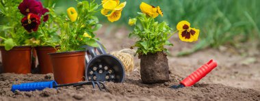 Bahçeye çiçek ekiyorum. Seçici odak Doğa.