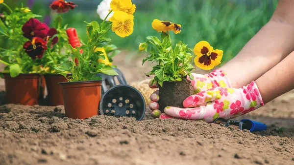 Jardinier Plante Des Fleurs Dans Jardin Concentration Sélective Nature — Photo