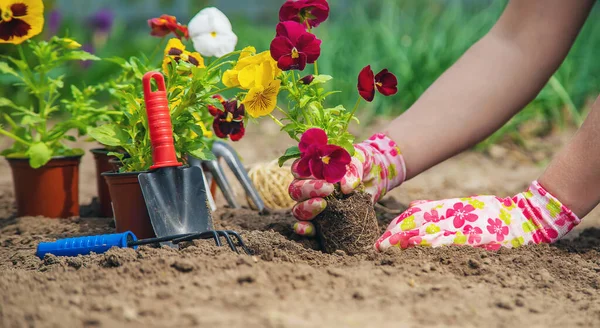 Trädgårdsmästaren Planterar Blommor Trädgården Selektivt Fokus Natur — Stockfoto