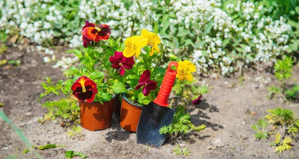 Planting flowers in the garden. Selective focus Nature. — Stock Image Planting Flowers Garden Selective Focus Nature Royalty Free Stock Photos