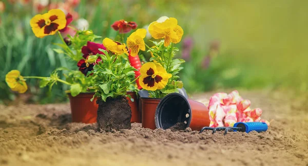 Planting flowers in the garden. Selective focus Nature. — Stock Image Planting Flowers Garden Selective Focus Nature Stock Picture