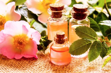 Gül esaslı yağ gül gemisi Seçici odak noktası. Doğa