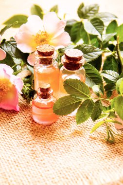 Gül esaslı yağ gül gemisi Seçici odak noktası. Doğa