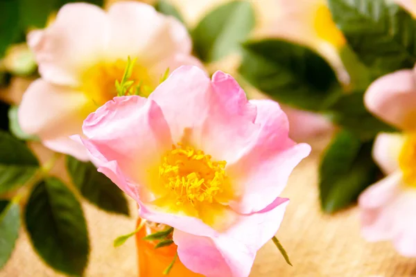 Rose Essential Oil Rosehip Selective Focus — Stock Photo, Image