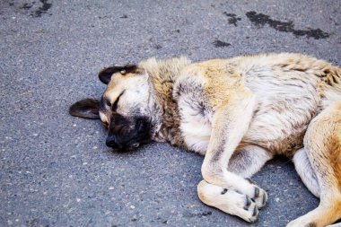 Sokak köpeği duvarın yanında uyuyor. Sokak köpeği. seçici odaklanma. Hayvanlar