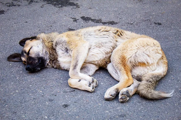Sokak köpeği duvarın yanında uyuyor. Sokak köpeği. seçici odaklanma. Hayvanlar