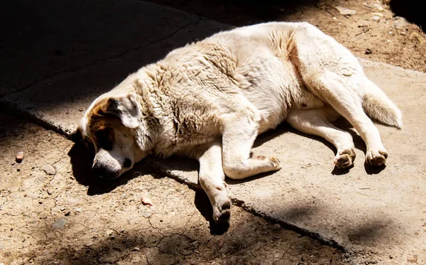 Sokak köpeği duvarın yanında uyuyor. Sokak köpeği. seçici odaklanma. Hayvanlar