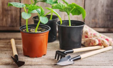 Baharda bahçe ekimi için tohumlar. Seçici odaklanma. Doğa