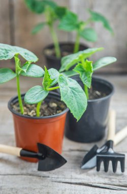 Baharda bahçe ekimi için tohumlar. Seçici odaklanma. Doğa