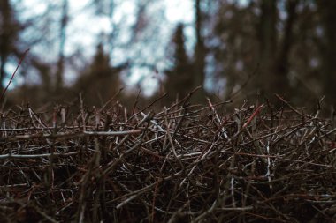 Karanlık budanmış çalıların dalları Bulutlu bir günde