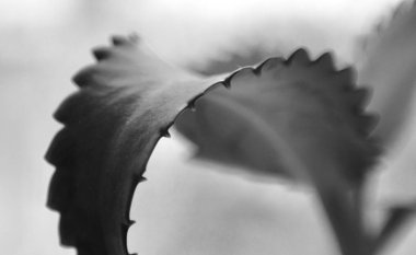 Genç bir yaprağın yaprağı, siyah beyaz bir fotoğraf.