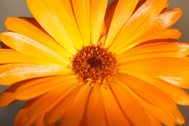 Sarı-turuncu takvim çiçeği yakın plan makro