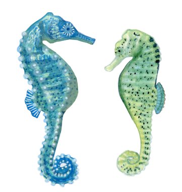 Beyaz arka planda yeşil ve mavi deniz atlarının elle boyanmış suluboya çizimi