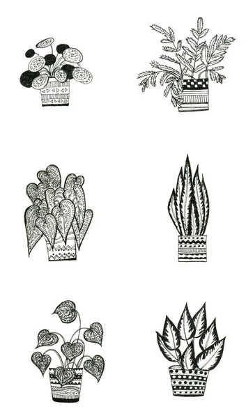 Conjunto Ilustrações Desenhadas Mão Plantas Sala Feitas Com Forro Preto — Fotografia de Stock