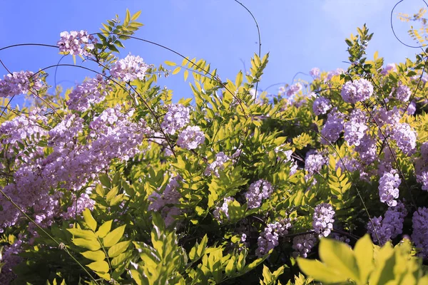 Bahçede mor çiçekler