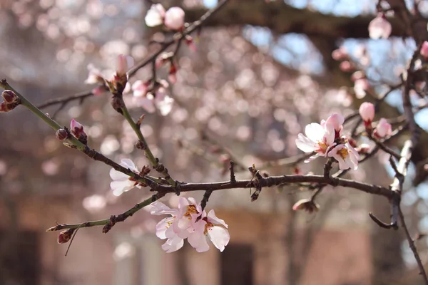İlkbaharda badem dalı