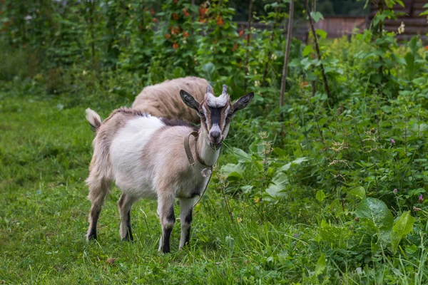 Får och getter som betar. Karpaterna. Ukraina. — Stockfoto