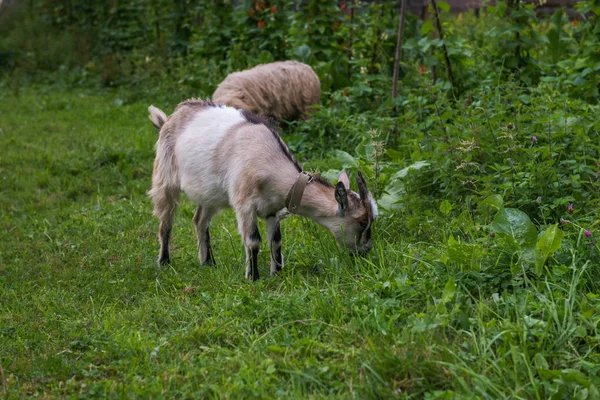 Chov ovcí a koz pasoucí. Karpaty. Ukrajina. — Stock fotografie