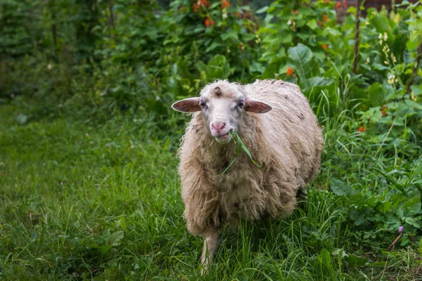 Ovce na pastvě. Karpaty. Ukrajina. — Stock fotografie
