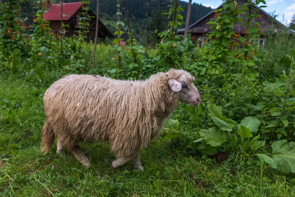 Schafe weiden. Karpaten. Ukraine. — Stockfoto