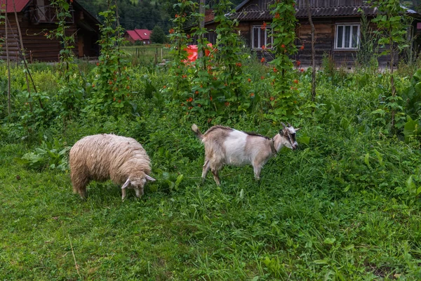 Chov ovcí a koz pasoucí. Karpaty. Ukrajina. — Stock fotografie
