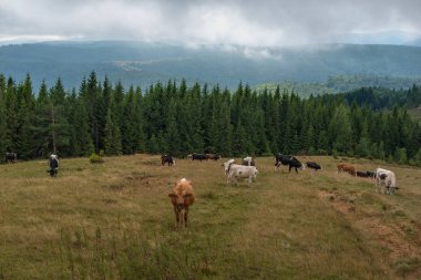 Karpatlar dağlarında inek sürüsü. Ukrayna. 