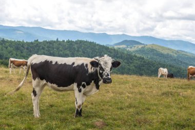 Karpatlar dağlarında inek sürüsü. Ukrayna. 