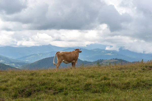 Herd of cows in the mountains of the Carpathians. Ukraine. — Stock Photo, Image