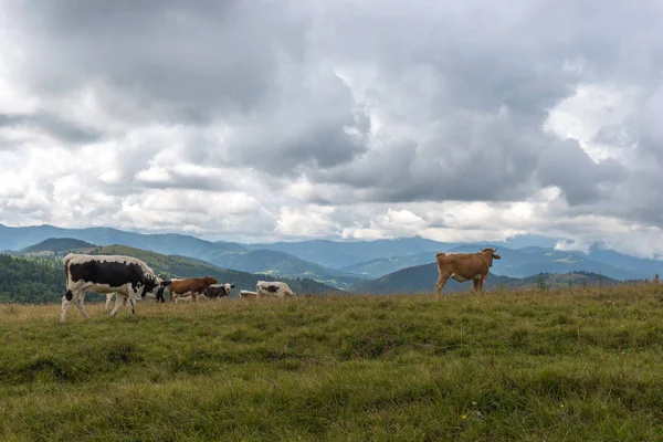 Herd of cows in the mountains of the Carpathians. Ukraine. — Stock Photo, Image