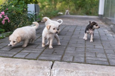 Belgili tanımlık kukla ve velileri.