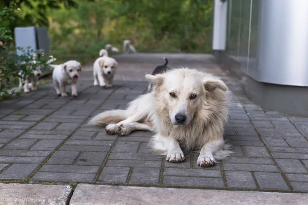 Los cachorros y sus padres . — Foto de Stock