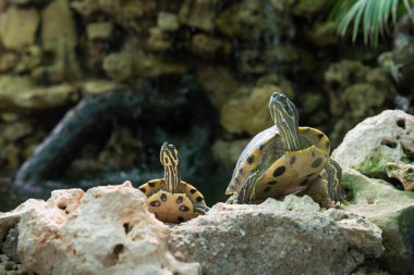 Kaplumbağalar güneşin keyfini vardır. İspanya.