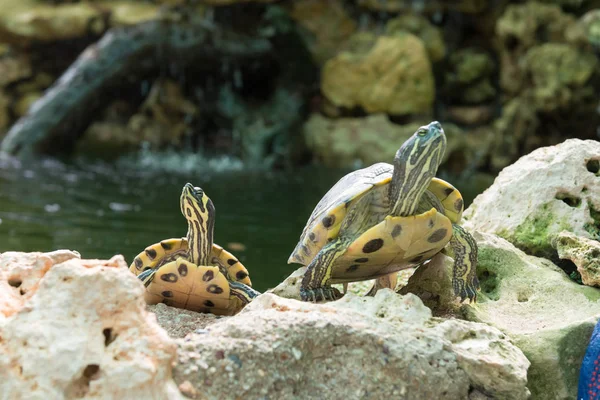 Kaplumbağalar güneşin keyfini vardır. İspanya. — Stok fotoğraf