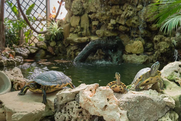 Kaplumbağalar güneşin keyfini vardır. İspanya.