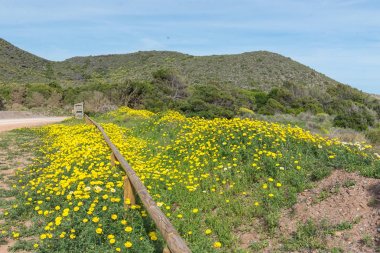 Calblanque Tabiat Parkı bahar. İspanya.