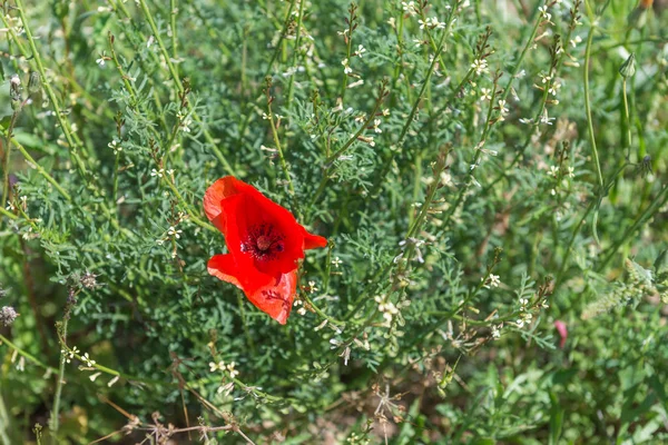 Calblanque naturpark på våren. Spanien. — Stockfoto